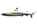 Акула мальгашская