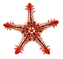 Морская звезда красношипая