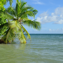 Сейшельские острова Зеленый фейерверк