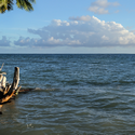 Сейшельские острова Старая пальма