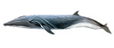 Сейвал - ивасевый кит
