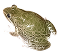 Пятнистая озерная лягушка